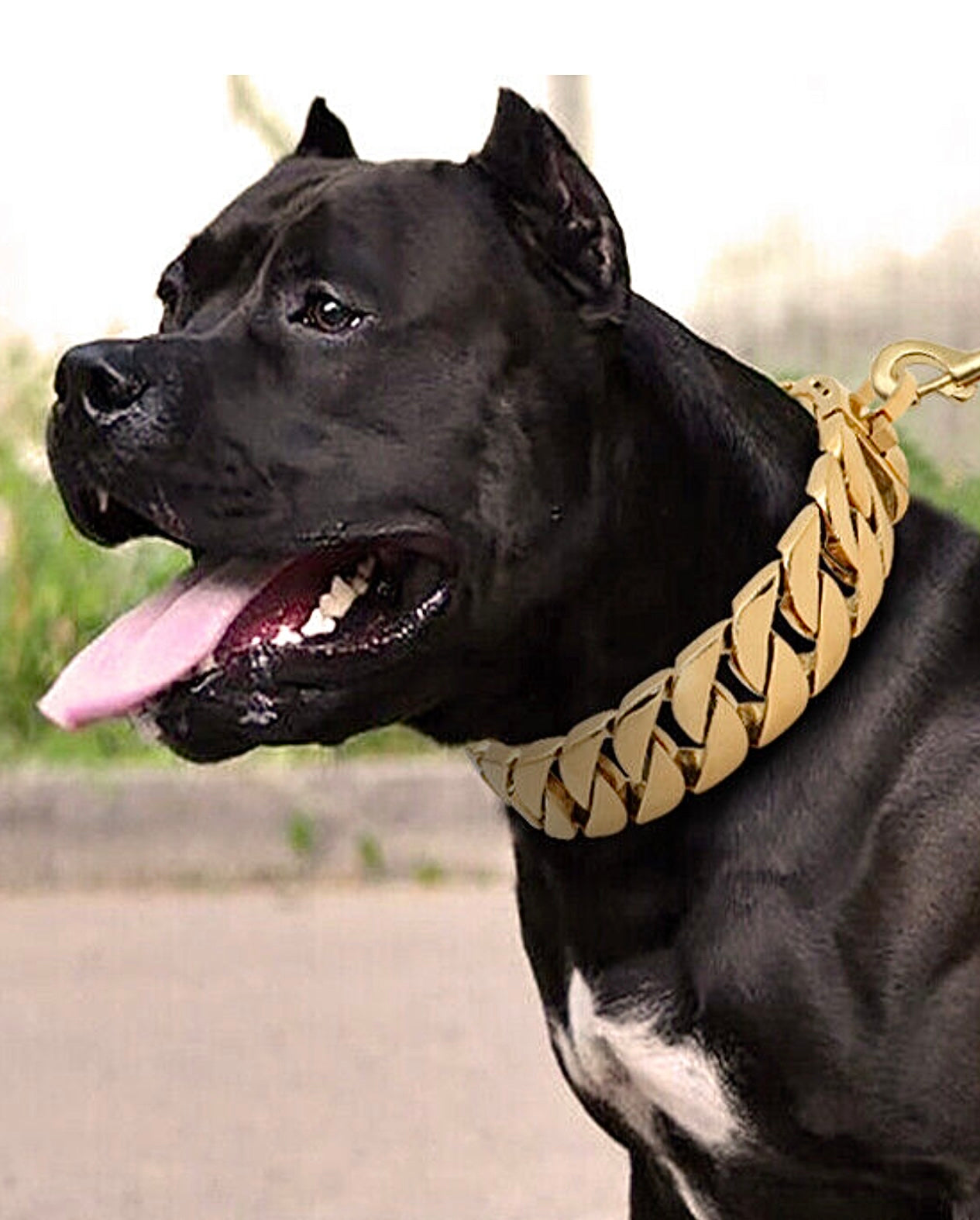 Luxury BEAST MODE Cuban Link Gold Dog Collar SPI Styles