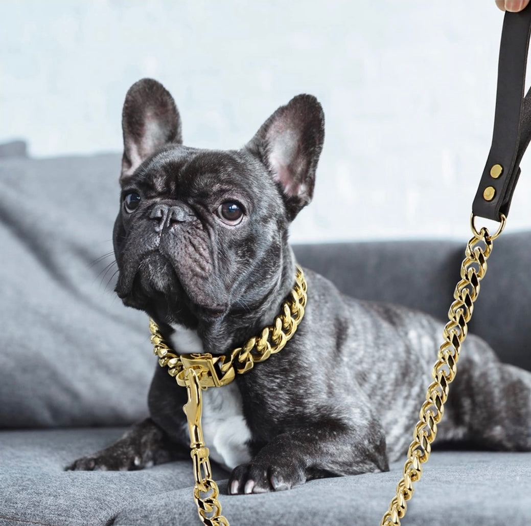 Gold leash 2024 and collar